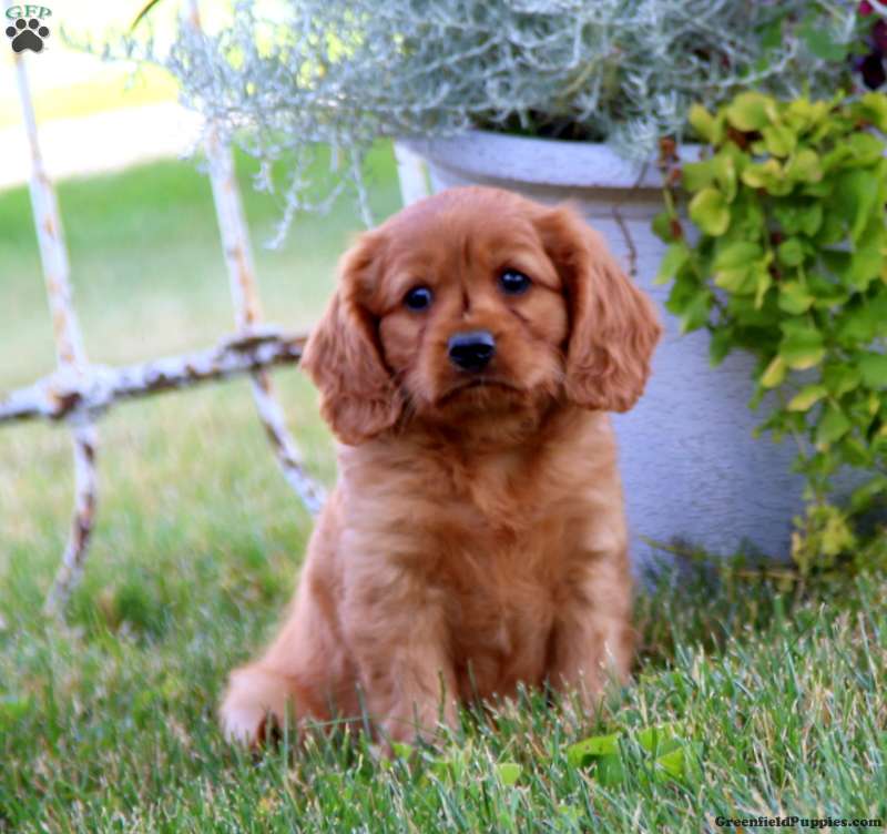 puppy, for, sale, Mini Golden Retriever, Lester S Stoltzfus, dog, breeder, Narvon, PA, dog-breeder, puppy-for-sale, forsale, nearby, find, puppyfind, locator, puppylocator, aca
