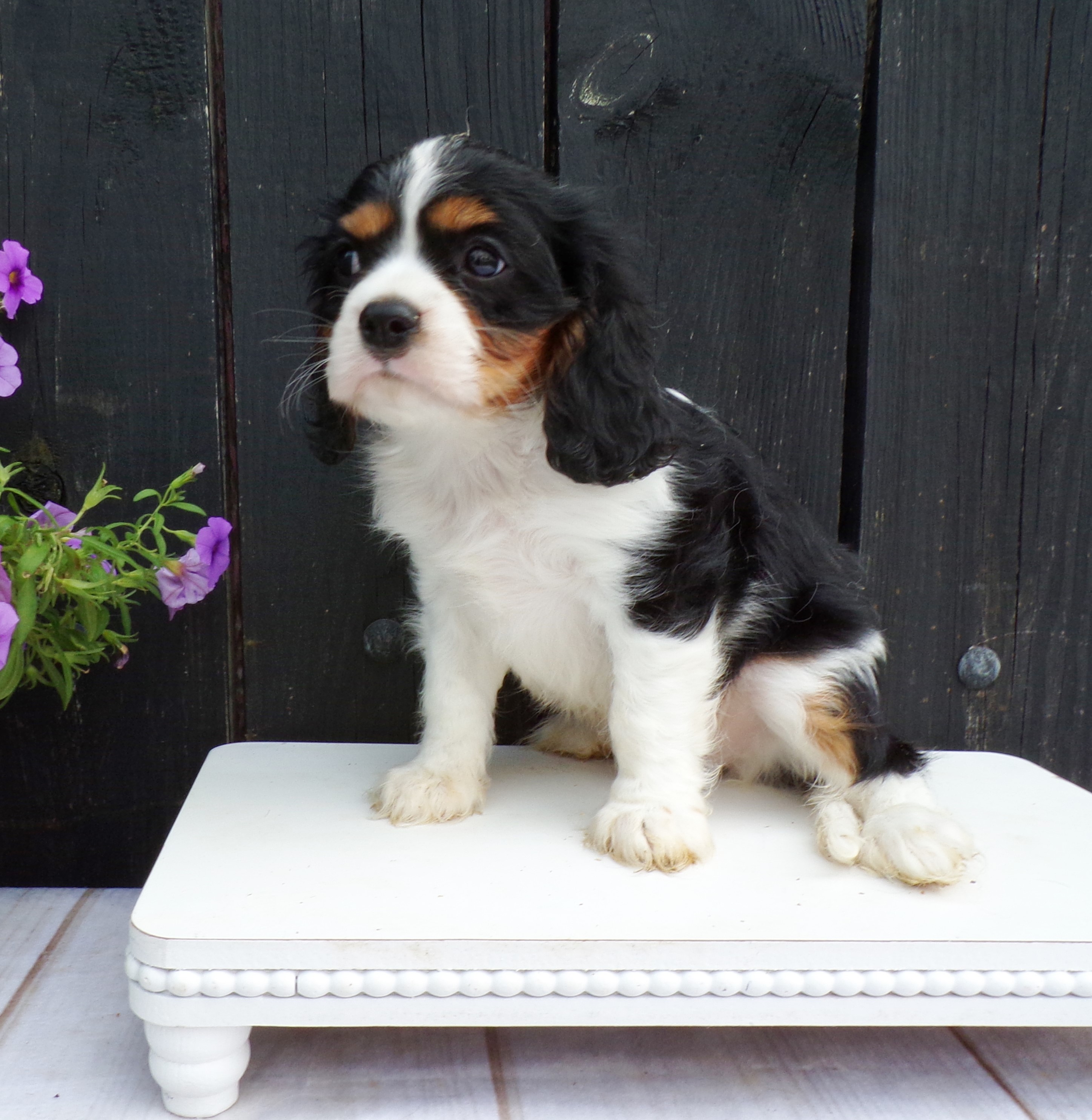puppy, for, sale, Cavalier King Charles Spaniel, Lester S Stoltzfus