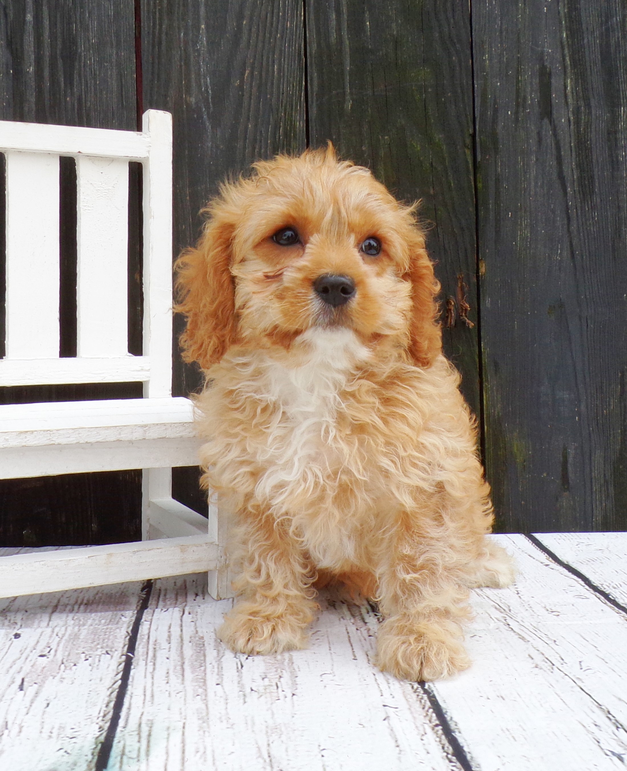 puppy, for, sale, Mini  Goldendoodle, Lester S Stoltzfus, dog, breeder, Narvon, PA, dog-breeder, puppy-for-sale, forsale, nearby, find, puppyfind, locator, puppylocator, aca