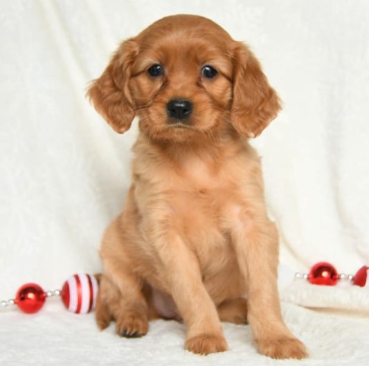 puppy, for, sale, Miniature Golden Retriever, Lester S Stoltzfus, dog, breeder, Narvon, PA, dog-breeder, puppy-for-sale, forsale, nearby, find, puppyfind, locator, puppylocator, aca